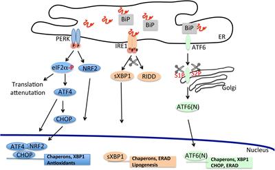 Linking the Endoplasmic Reticulum to Parkinson’s Disease and Alpha-Synucleinopathy